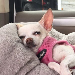 Meet your Posher, Loulou